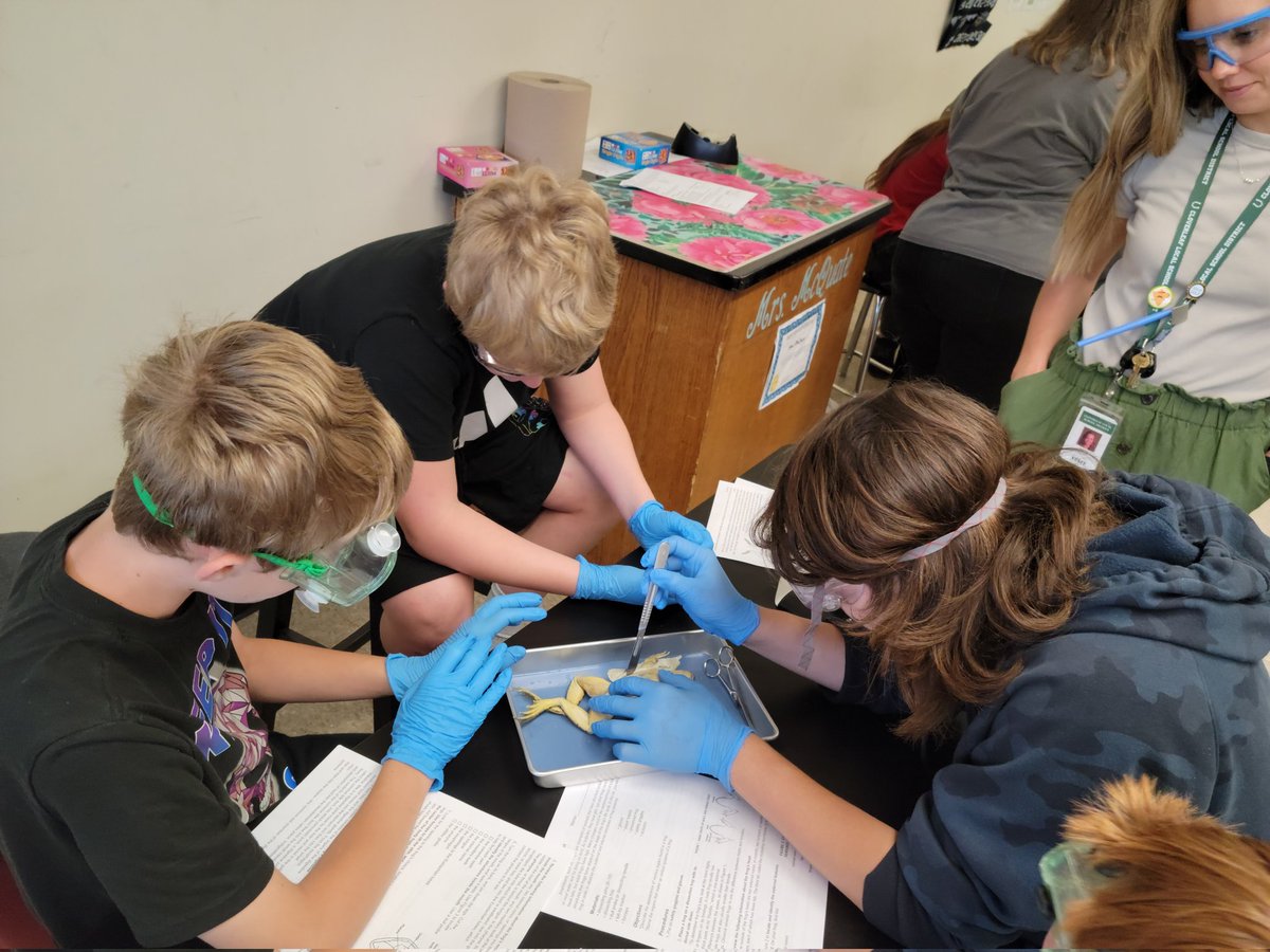 CloverleafMSAP's tweet image. Frog dissection! - loving the hands-on learning happening in our science classes!! @YakoCMS @CloverleafLocal @CmsYeti @MissBorsani