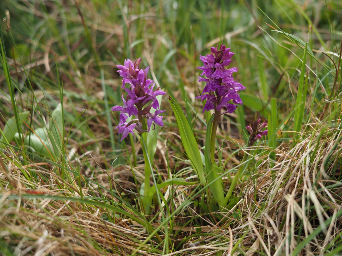Wild Orchids UK & Ireland tweet media