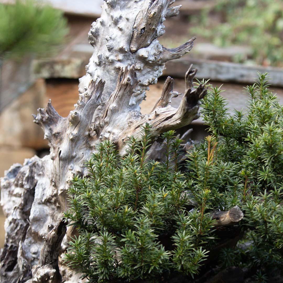 bonsai_mirai's tweet image. Tonight on #mirailive, 6pm PST: Taxus spring work. Start your free trial at live.bonsaimirai.com to watch.
#bonsai #bonsaidesign #taxus #deadwood #PNW