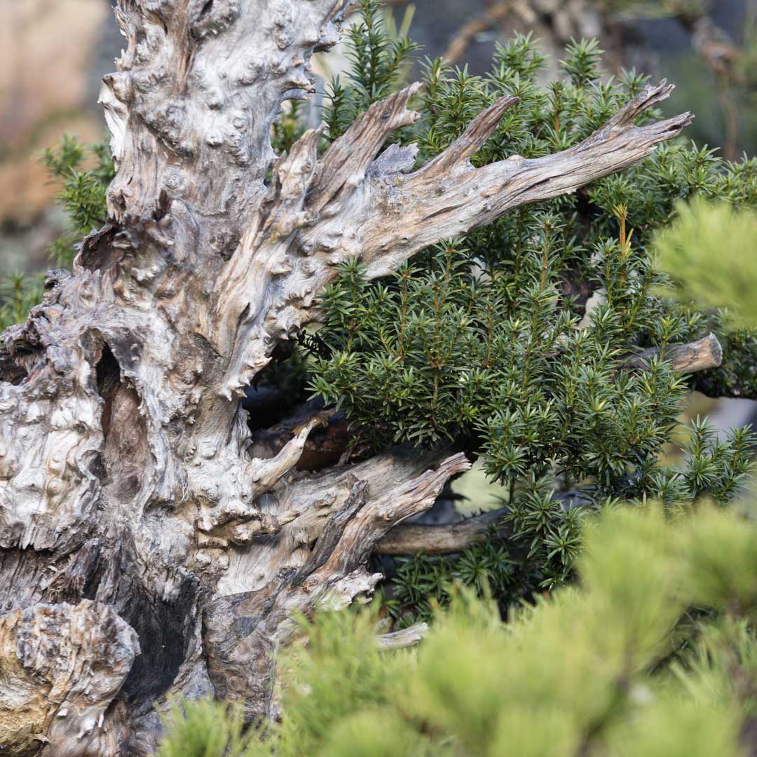bonsai_mirai's tweet image. Tonight on #mirailive, 6pm PST: Taxus spring work. Start your free trial at live.bonsaimirai.com to watch.
#bonsai #bonsaidesign #taxus #deadwood #PNW