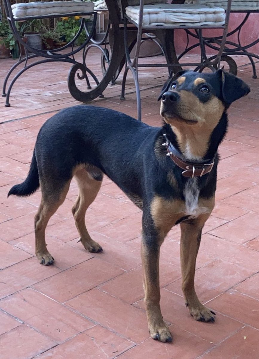 Buscamos a Golfo. Desapareció ayer domingo poco antes de las 14.00h en el barrio de Vistabella (Murcia), cerca de la Plaza de Los Patos. Si alguien tiene información sobre él, por favor que se ponga en contacto conmigo. Gracias.