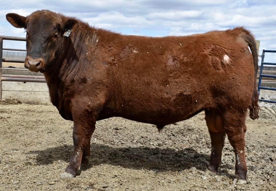 we have top notch yearling bulls ready to go to pasture ASAP.  Feet never trimmed, passed semen testing with flying colours, great BW’s + WW. quiet pen of bulls.                 

sires: HAHN, U2 and Six Mile. 

Delivery available. Package deals being offered.