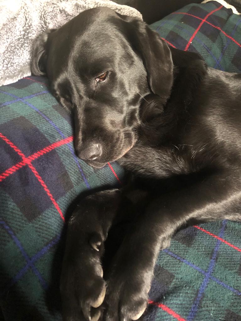 LifeOfLyla's tweet photo. Hey Frenz! I have hads Nandog takes care of me today. She has walked me, feds me, brushed me, and stroked me until I fells asleep. She fluffs up my bedding and makes it all super comfy like no other. I loves her so much. Here I ams looking mightily content 😌🐾 https://t.co/LQOtvmFEu8