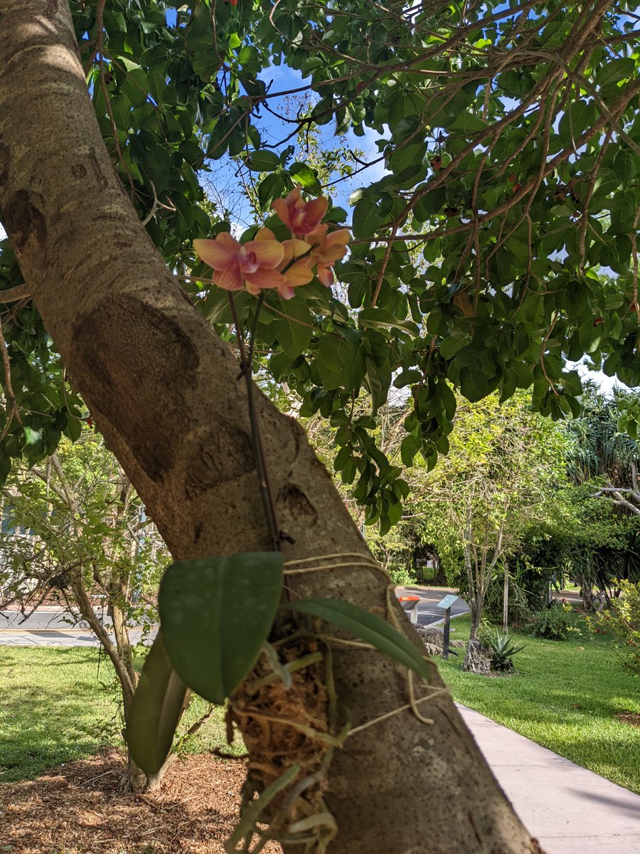 EPIC science (@epicsci) on Twitter photo We planted an #orchid in the Gifford Arboretum to commemorate the start of EPIC <a href="/univmiami/">University of Miami</a> . Can't wait to see it grow in concert with the lab. Thanks @rileyfortierii for organizing this effort! We planted an #orchid in the Gifford Arboretum to commemorate the start of EPIC <a href="/univmiami/">University of Miami</a> . Can't wait to see it grow in concert with the lab. Thanks @rileyfortierii for organizing this effort!