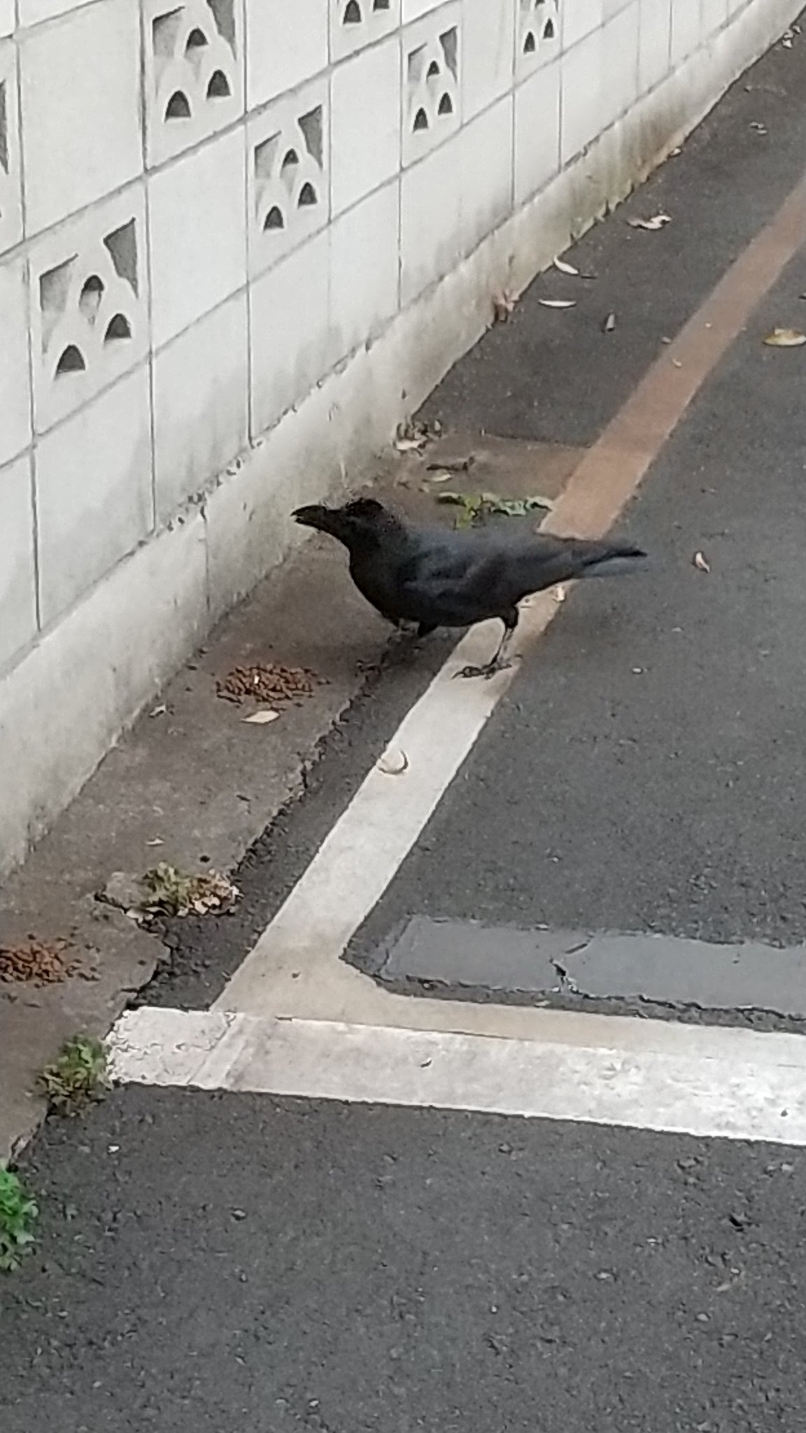 Kazu 今日も良かった 笑 あっ 見てないです 今 トイレに起きました 占いか こないだ さそり座1位でしたよね さて また寝ます おやすみなさい カラスが猫エサ食べてる 暴れん坊将軍 T Co As0u5vu7gu Twitter Kazu 今日も良かった 笑 あっ 見てないです 今 トイレに起きました 占いか こないだ さそり座1位でしたよね さて また寝ます おやすみなさい カラスが猫エサ食べてる 暴れん坊将軍 T Co As0u5vu7gu Twitter