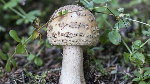 AgHank_1's tweet photo. Record World Mushroom Production

The world produced 94.3 billion pounds of mushrooms in 2020, up 2.3 billion pounds from the prior year.   This is the most mushrooms that the world has every produced.

https://t.co/DZDRh8F4kA

#aghank #mushrooms @beef2live #foodfacts #china https://t.co/J18T6WW23G