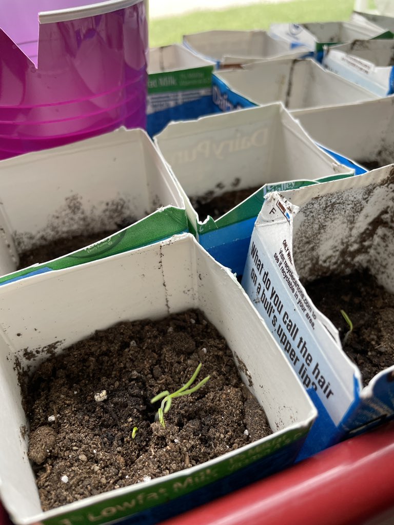 MissHarvey21's tweet photo. Our flowers have sprouted! Happy Spring! 🌺💕 https://t.co/4rRkmcQDyT