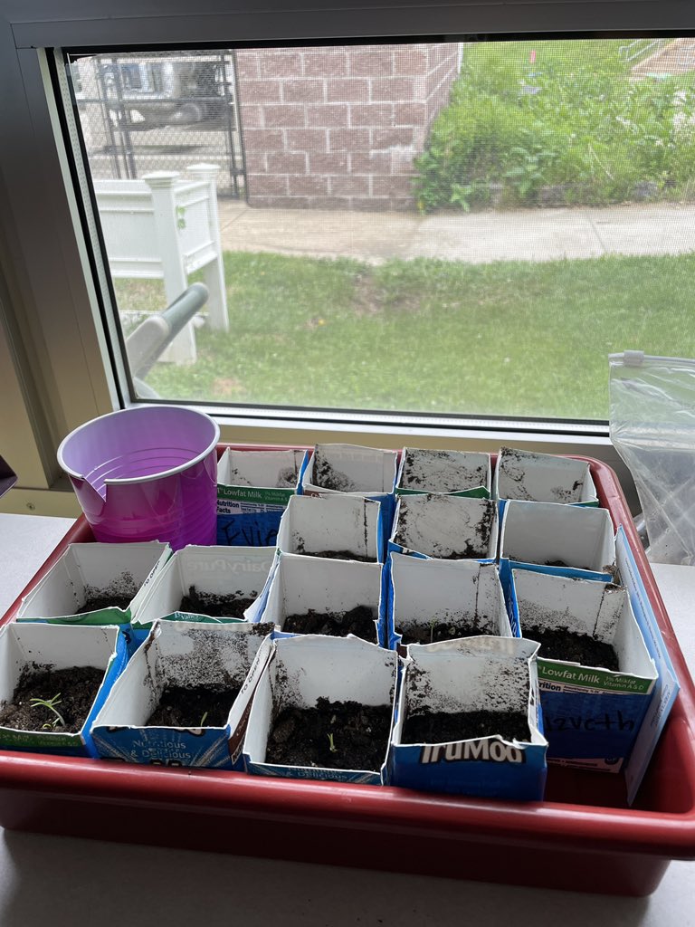 MissHarvey21's tweet photo. Our flowers have sprouted! Happy Spring! 🌺💕 https://t.co/4rRkmcQDyT