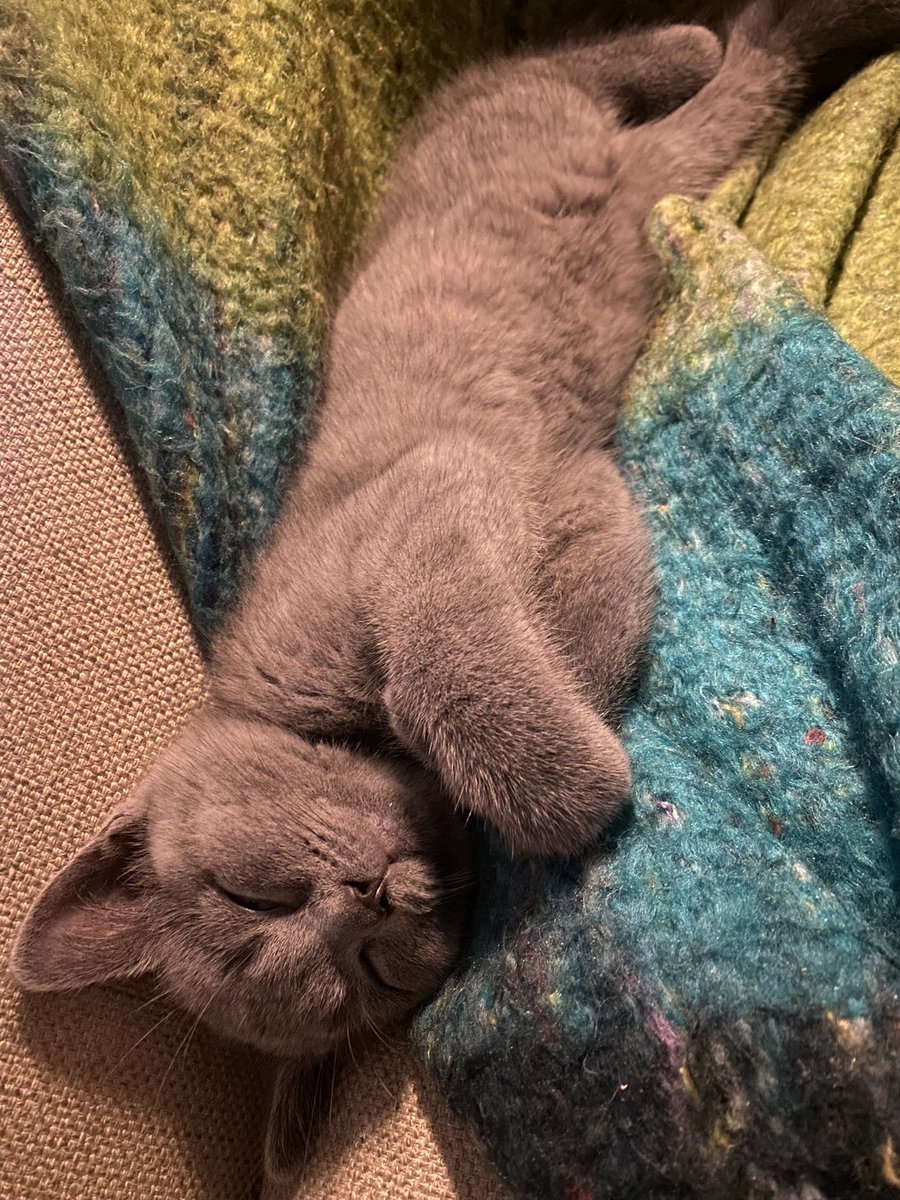 swoopingisbad_'s tweet photo. @IAmGroot394 Ahhhh! Enjoy! I picked up my little boy three weeks ago and he’s just the best. Excited for you!! https://t.co/Dxw1Vj3Uh6