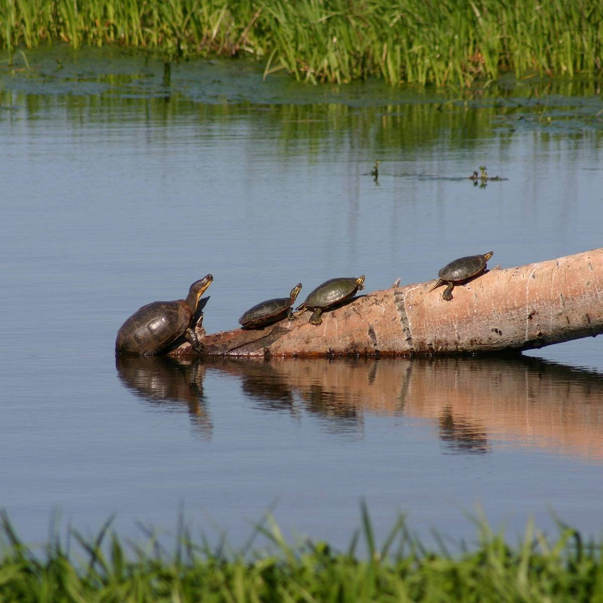 greatrivergreen's tweet photo. MN has 9 species of turtles. Great River Greening protects turtle habitat & water quality through our work including shoreline transformation, planting native upland & aquatic plants, & preventing erosion.
📸: Turtles on a log in Lakeville
#WorldTurtleDay #RestoreMN https://t.co/pepi8mdCDK