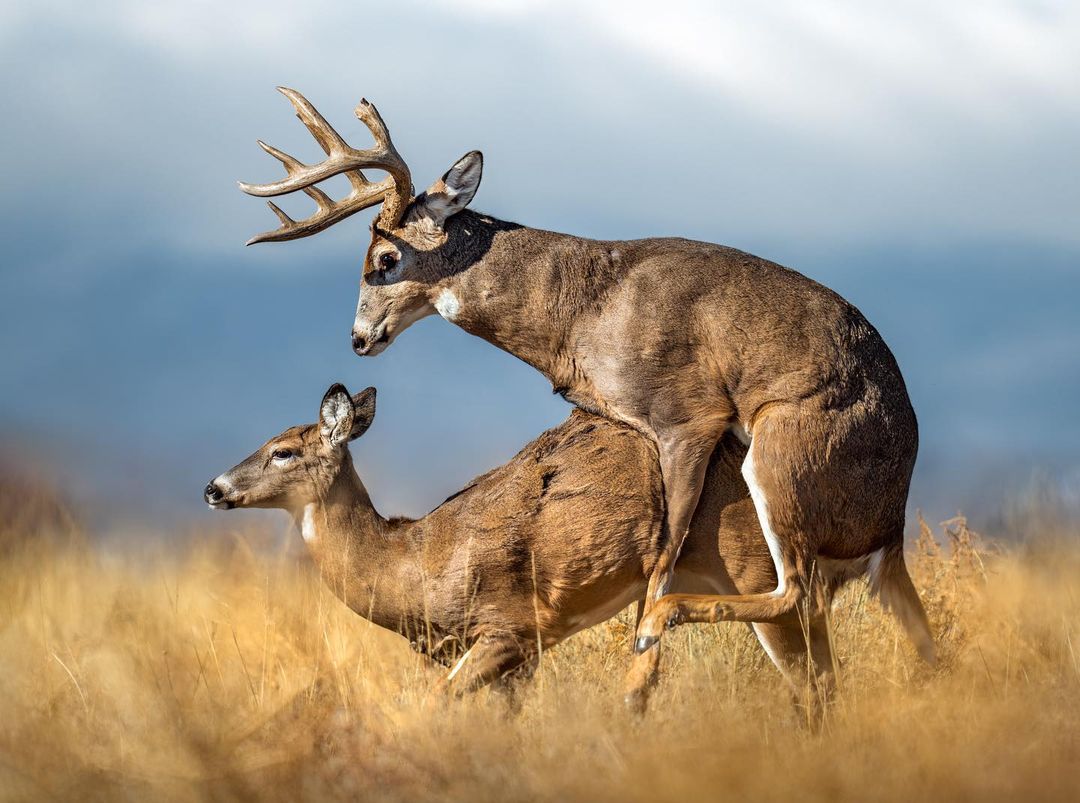 Hunting_Print tweet picture