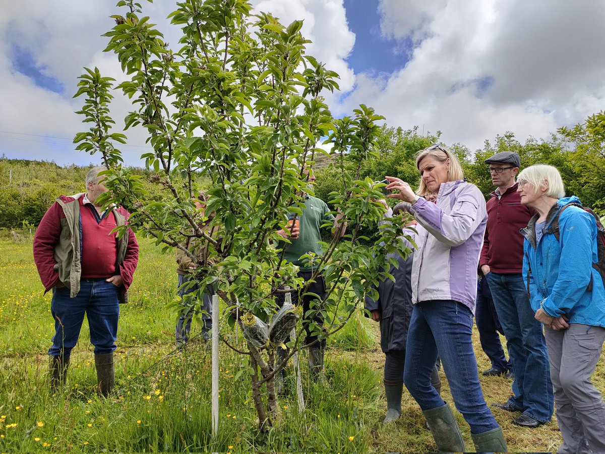 Llŷn Iveragh Ecomuseums tweet media