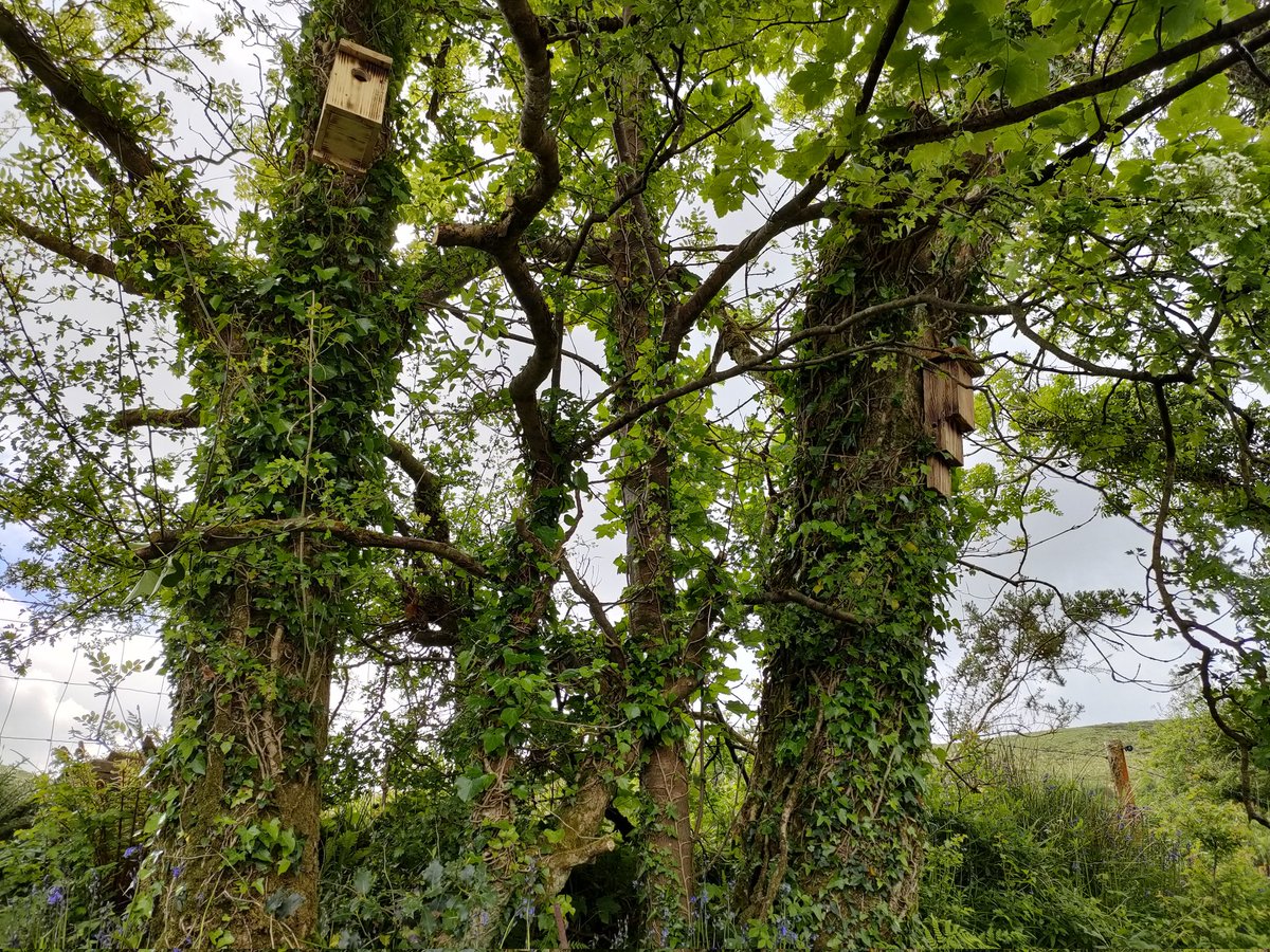 Llŷn Iveragh Ecomuseums tweet media