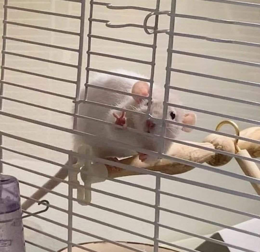 WholesomeMeme's tweet image. 