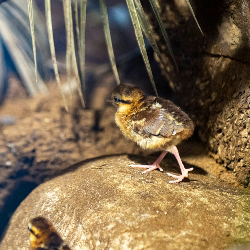socpetitcat's tweet photo. Neixen al Zoo de Barcelona quatre pollets de faisà d'Edwards, una espècie en perill crític d'extinció
https://t.co/soW0ppKP3p
No es tenen registres de l'espècie en el seu hàbitat natural des del 2000
#animals #pollets #zoo #Barcelona #bcn @ZooBarcelona https://t.co/B49uAcDfsW