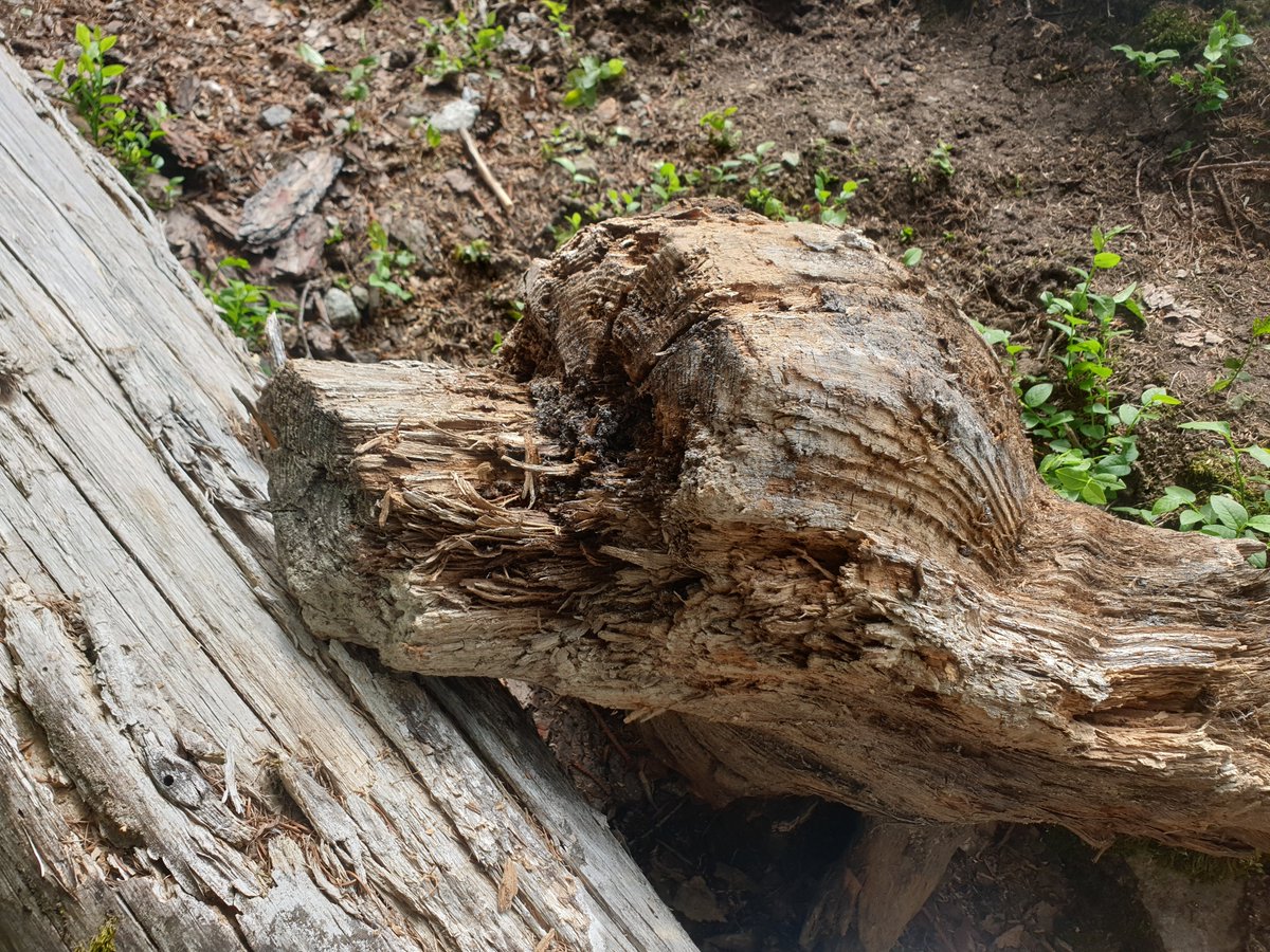 subfossilguy's tweet photo. Finally managed to recover this log located 2 meters below the crest at #Bossons glacier. Though extensive bark patches are present, will be challenging to date it (only ~40 rings). Surprise, it also shows signs of previous cutting... 😱🫢❓
#secondcutter #Chamonix https://t.co/gBfF1fELCO