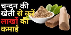 krameshofficial's tweet photo. जब चंदन का पेड़ 8 साल का हो जाता है, तो उसका हर्टवुड बनना शुरू हो जाता है और रोपण के 12 से 15 साल बाद कटाई के लिए तैयार हो जाता है. चन्दन से  किसान हर साल 20 से 40 किलो लकड़ी आसानी से काट सकता है. यह लकड़ी बाजार में करीब 50 हजार रुपए प्रति किलो तक बिकती है.
@AgriGoI @icarindia https://t.co/0KoY03g01Y