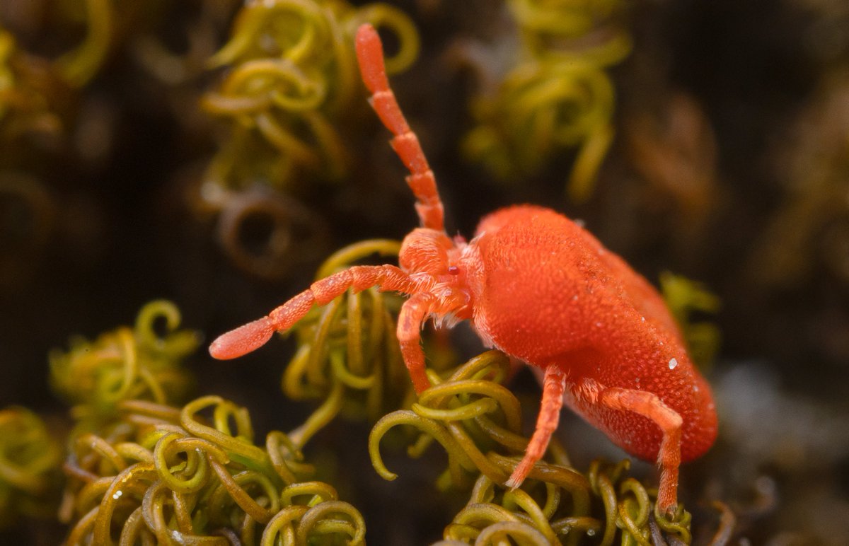 TimothyJonas's tweet photo. Presumably this is the elusive Trombidium mite I've been looking out for 🤔. Spotted loads of them today. #MiteMonday @BritishSpiders https://t.co/zhPTdDVSkM