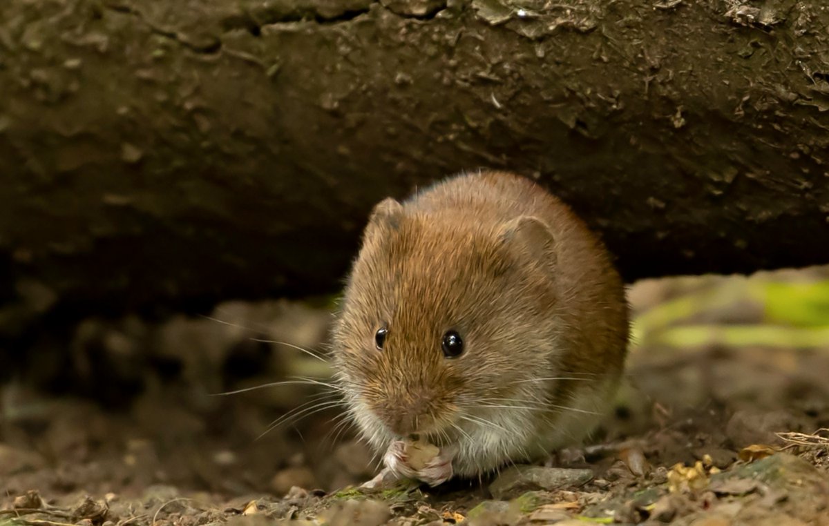 john caswell tweet media