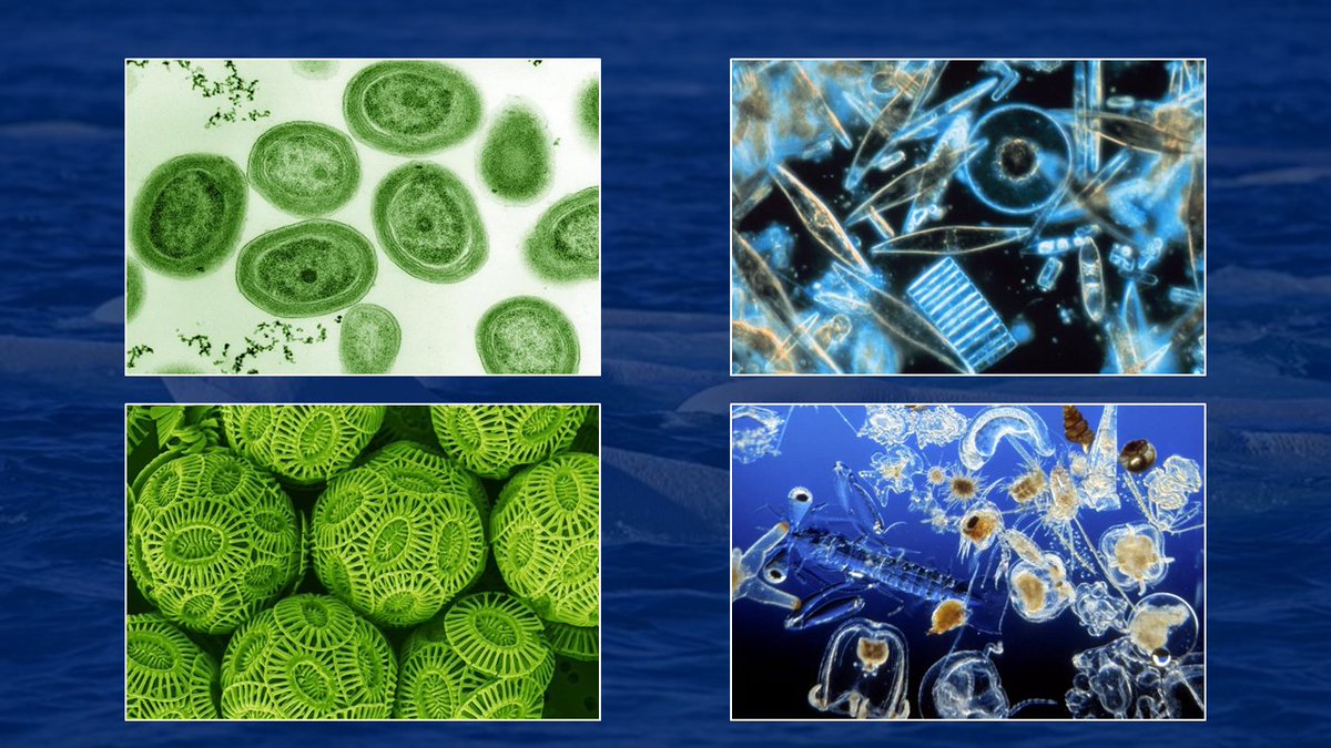 After pitching for 18 months, I decided to record as a short (18 min) talk and publish on YouTube.

I wanted everyone to understand the key role oceans play in keeping us all alive.

And most importantly, how human healthcare and individuals can help.

youtube.com/watch?v=OmUePQ…