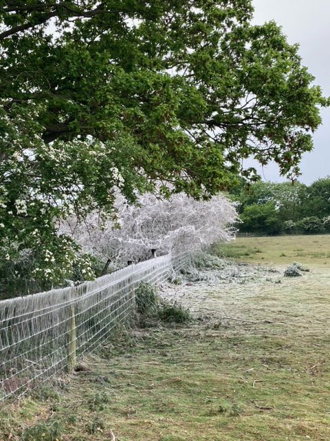 LOHProject's tweet photo. Some interesting photos of ermine moth caterpillars on Broomscot Common - photos courtesy of Laura Cox https://t.co/zBH2fLpxZE