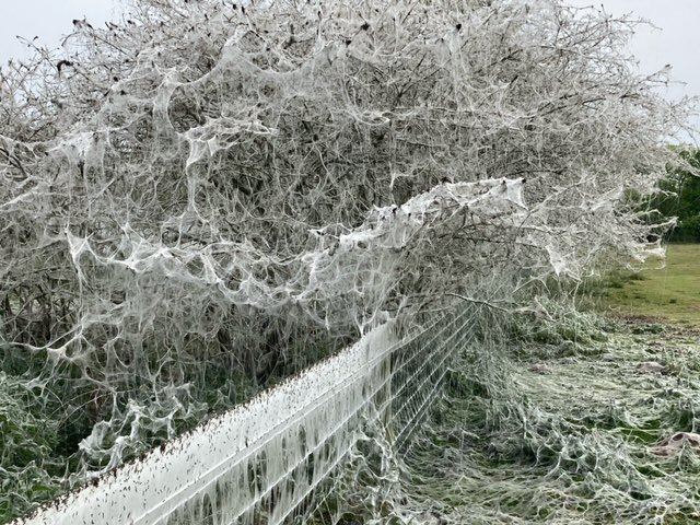 LOHProject's tweet photo. Some interesting photos of ermine moth caterpillars on Broomscot Common - photos courtesy of Laura Cox https://t.co/zBH2fLpxZE