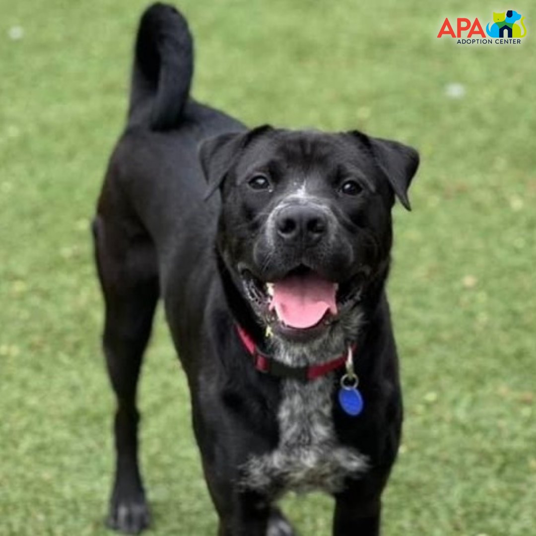 APAofMO's tweet photo. Big dogs have big love to give! But that doesn't mean big adoption fees. Every Tuesday, the fees for dogs 40 pounds and over are ยฝ off!
To view all of our adoptable pets, visit: https://t.co/Xo8aS9CMGw.
#BigDogsBigLove #AdoptDontShop #APA #APAMO #Dogs https://t.co/0hwrwFBGj5