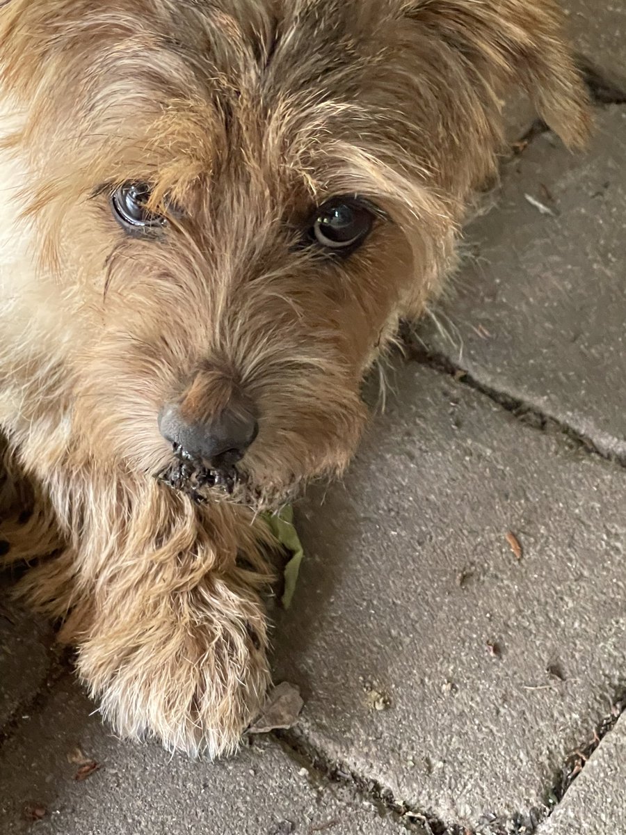 Frauchen war not amused, weil ich einer vor Wochen von ihr liebevoll bestatteten🌈Amsel🌈wieder ans Tageslicht verhelfen wollte…Versteh einer diese hooomans…🧐