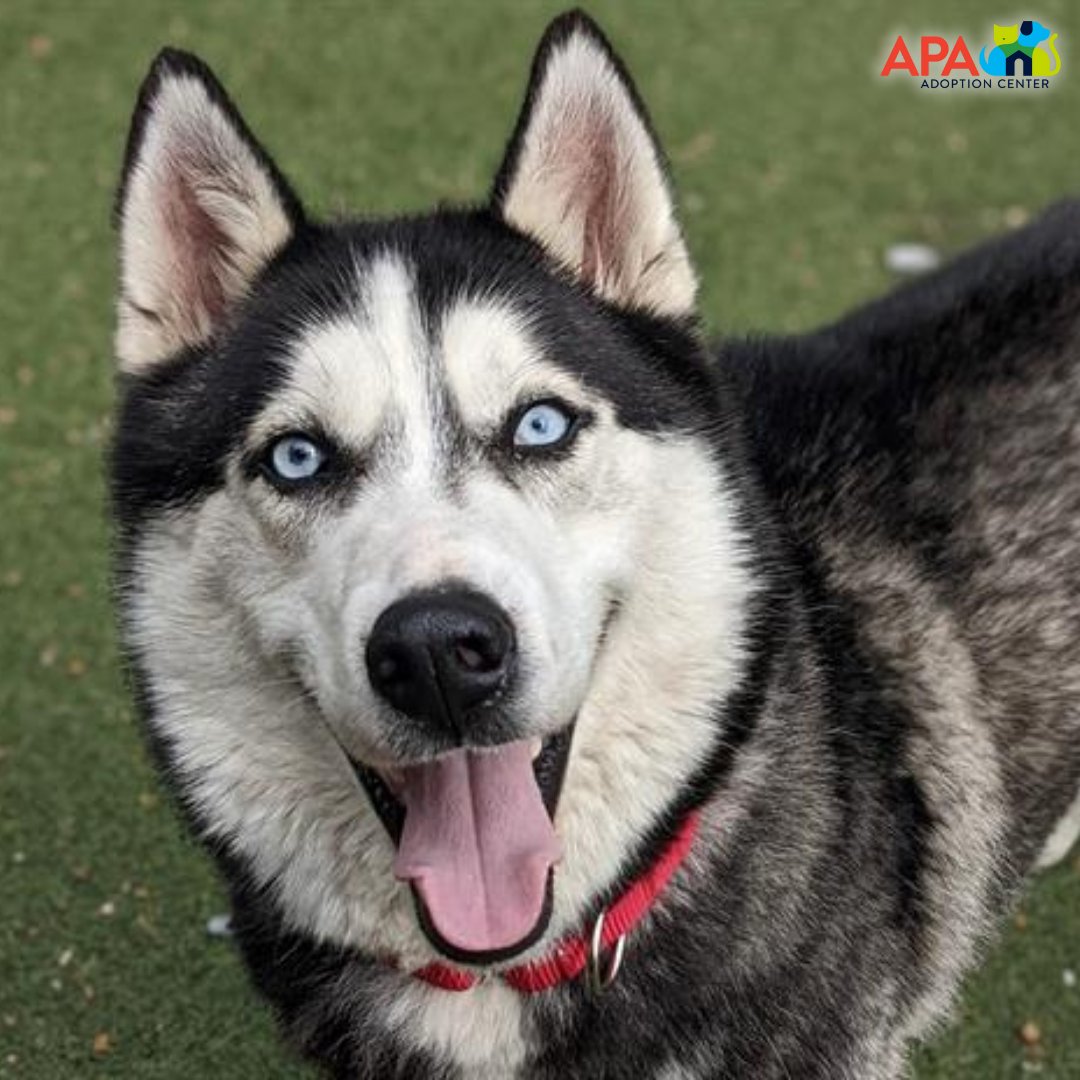 APAofMO's tweet photo. Big dogs have big love to give! But that doesn't mean big adoption fees. Every Tuesday, the fees for dogs 40 pounds and over are ยฝ off!
To view all of our adoptable pets, visit: https://t.co/Xo8aS9CMGw.
#BigDogsBigLove #AdoptDontShop #APA #APAMO #Dogs https://t.co/0hwrwFBGj5