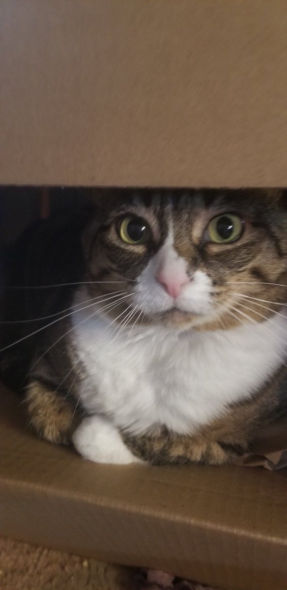 henlospacecat's tweet photo. dear @tacobell I Require... Nacho box.  I can onlee eat nachos from box... While in box... please box the nachos up soon, I donut want the cheddar chaloop, only box of nachoes, with extra... Box https://t.co/VE3lyWhH8W