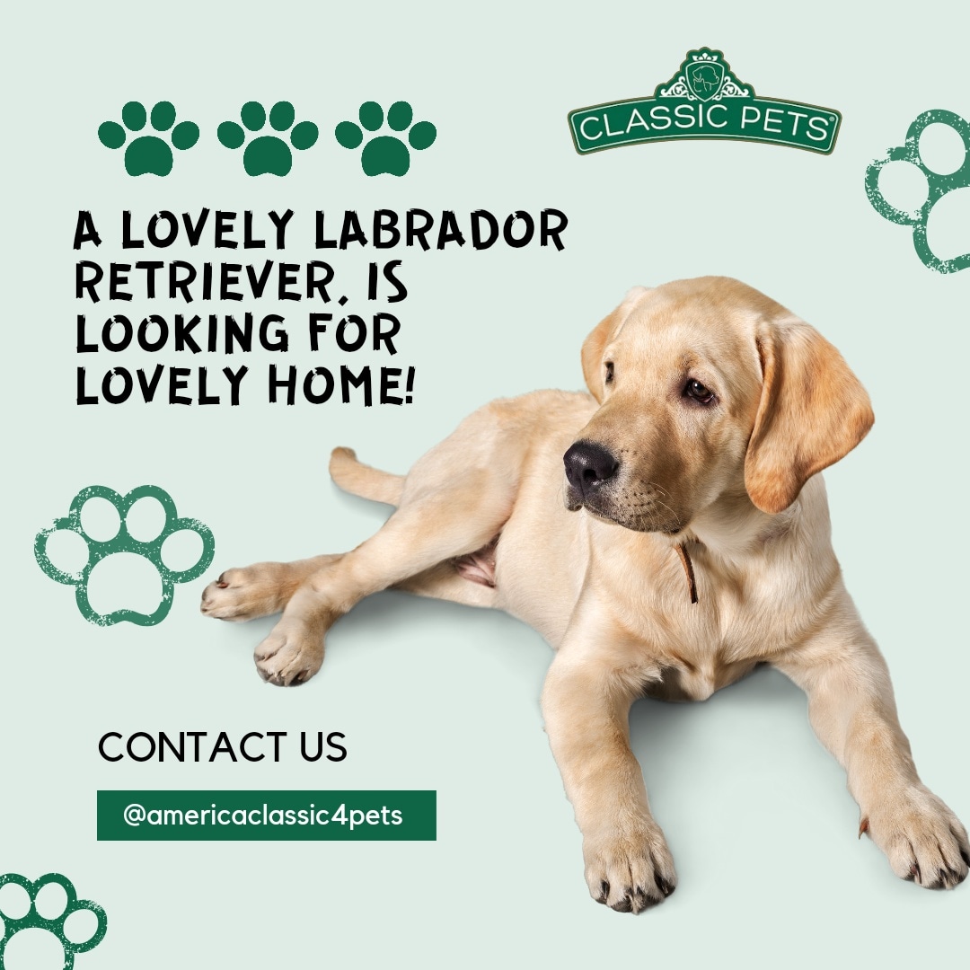 classic4pets's tweet photo. 👉🏼 Buy Labrador retriever here at America Classic 4pets. 
 
For more details visit our website!
🌐 https://t.co/EhXCaulEAw
☎️ Call: +17149084850

#LabradorRetriever #americaclassic4pets #BuyLabradorRetrievers #LabradorRetrieversforsale #LabradorRetrieversBreeder #LabRetrievers https://t.co/6bdJJ7W6sJ