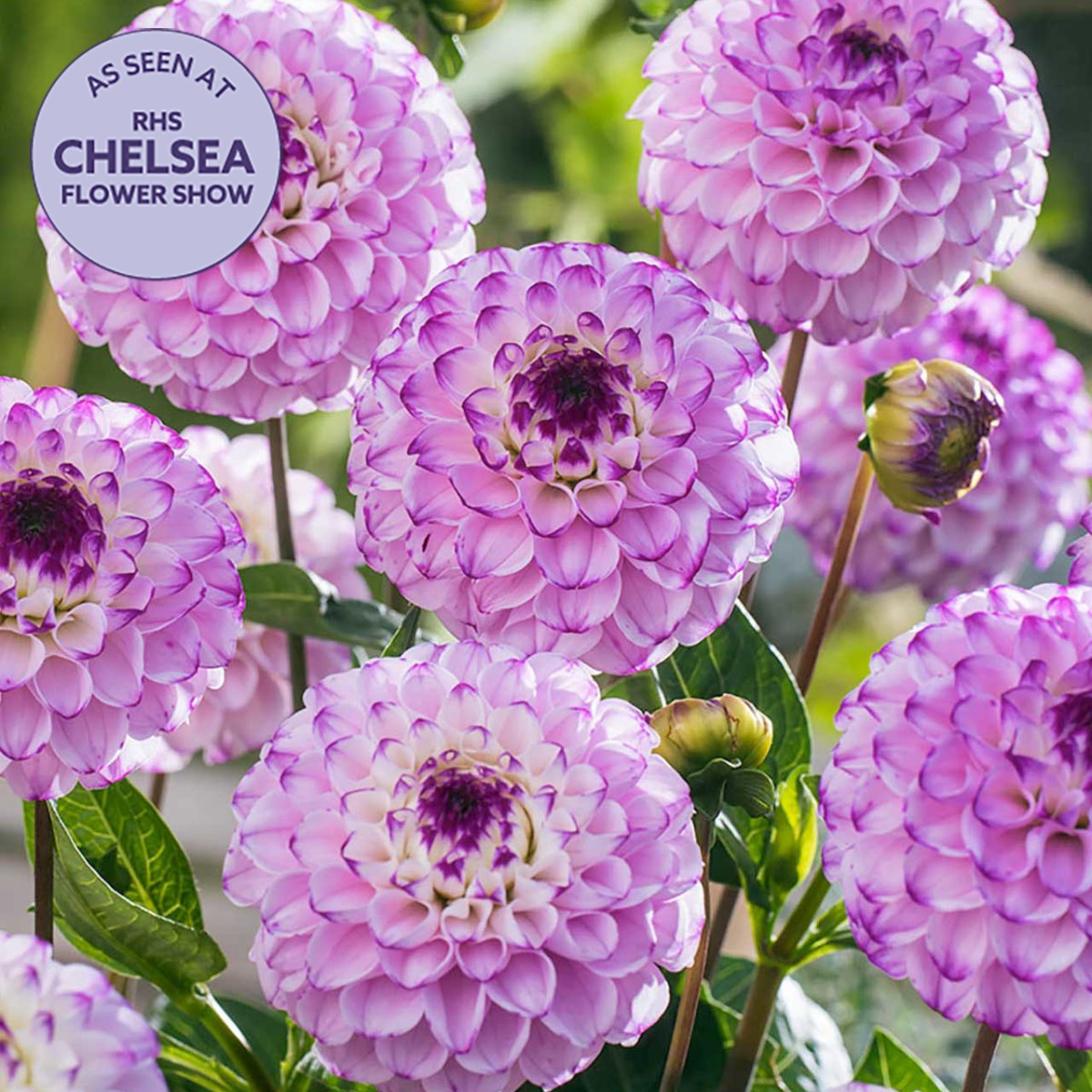 Dobbies tweet media