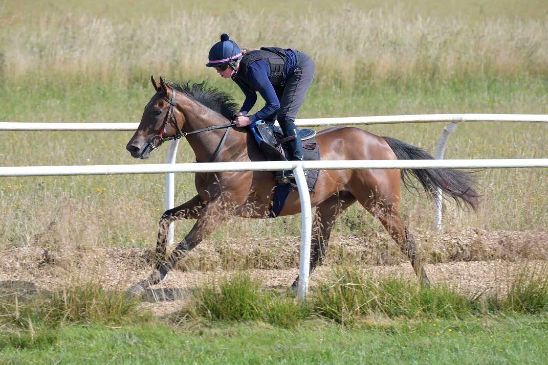 HambletonRacing's tweet photo. ⭐️Esken Rose⭐️ has been entered for her next start of the season at @ChesterRaces on Saturday for the @kevinryanracing team and we look forward to seeing her back out in action 🏇 💙 💛 #WeekendRunners #HambletonTeam https://t.co/f9NdyOt0Fm