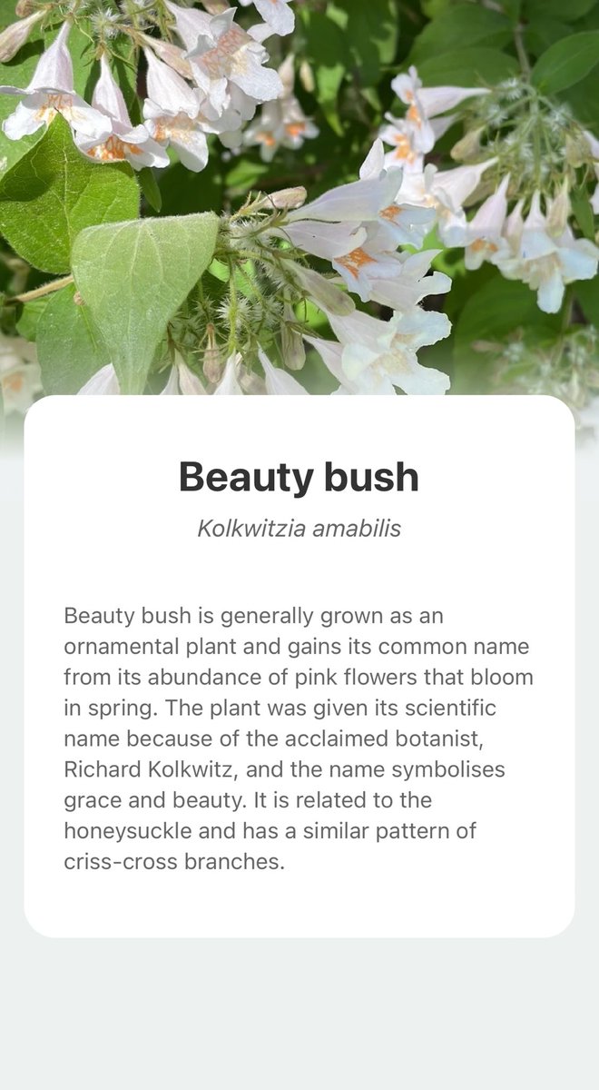 I love this bush that I bought from #MortonArboretum over 10 years ago.