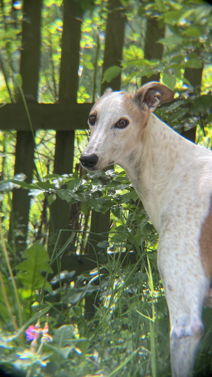 Tilda24416's tweet photo. My brother was trying to be sneaky, taking pics with his zoom lens. It did work with Tivoli and Tilda but then there was Kayleigh.. https://t.co/frFaKfyNdf