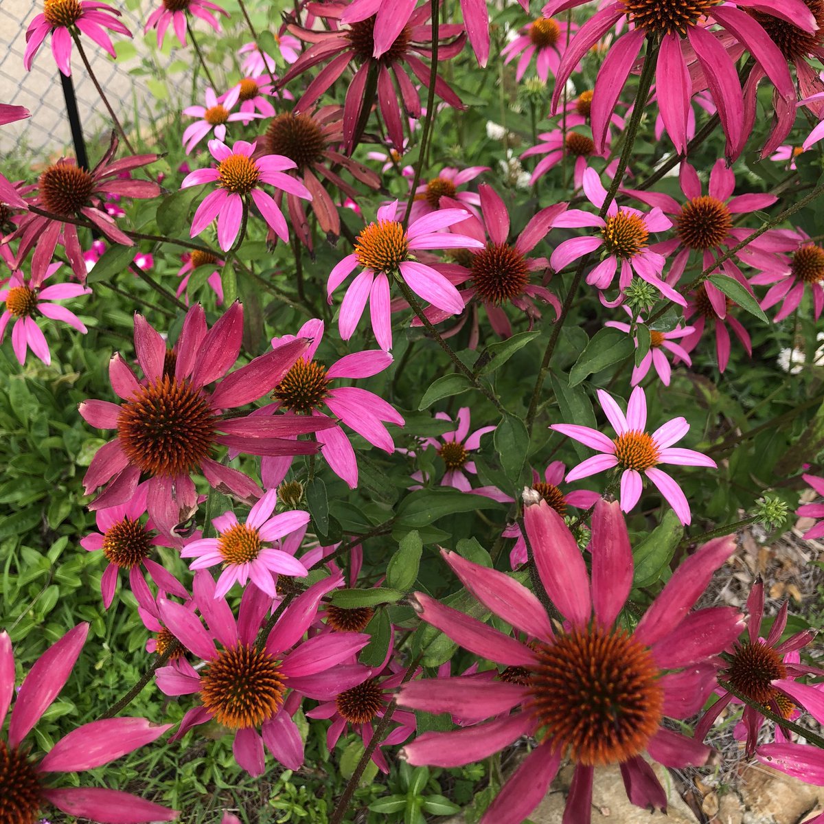 Homestead Heights tweet media