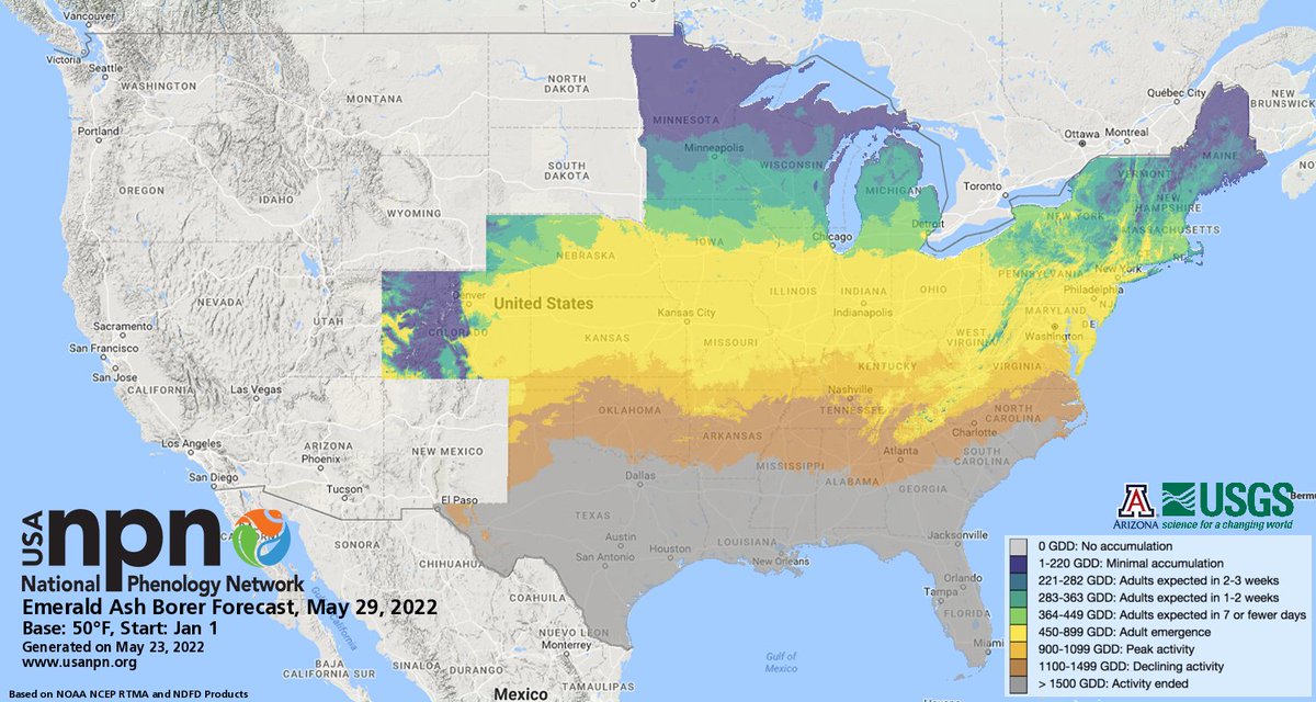 SereLinares's tweet photo. Emerald ash borer starting to emerge in our region! According to the report from @USGS and the @USANPN our mid-atlantic region is starting to observe the emergence of these #invasiveinsects as adults. keep an eye out @ANStweets https://t.co/wNlno4vcU2