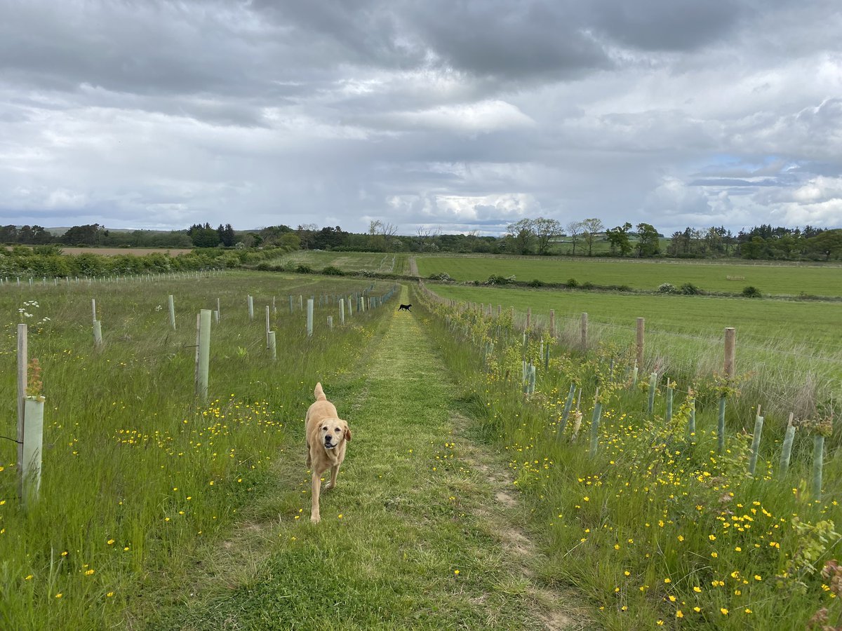 I was here for the trees but also very much for the dogs