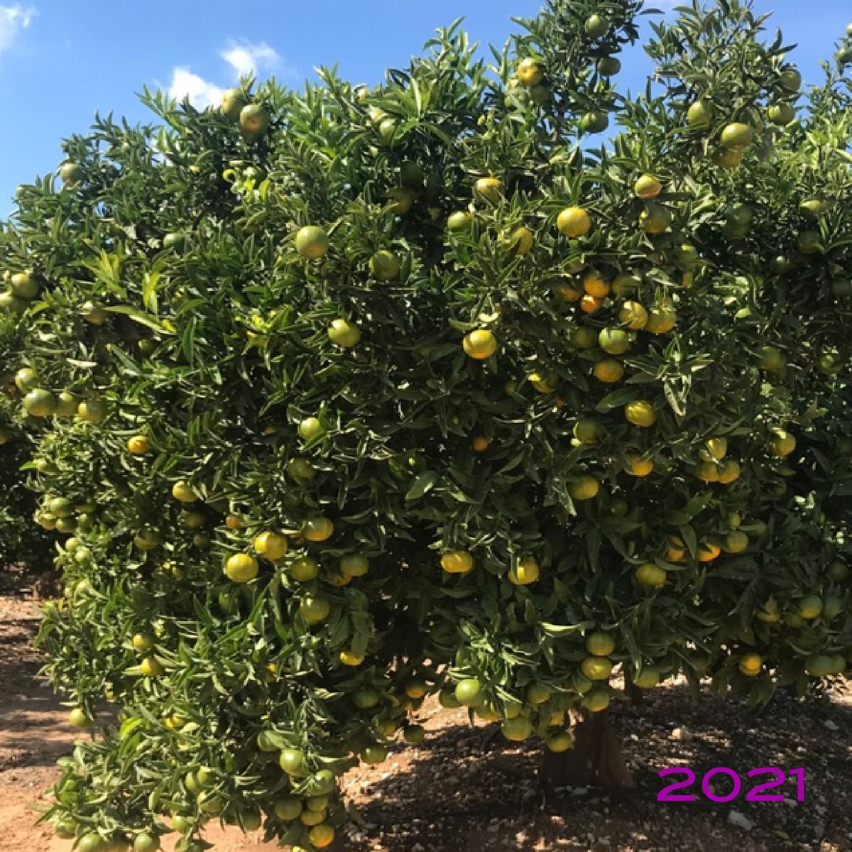 Probelte tweet media