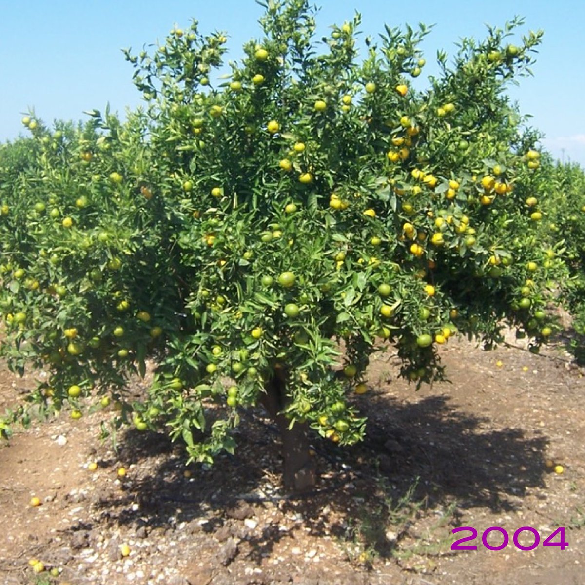 Esta es la gran diferencia que hemos logrado dentro de una misma parcela de cítricos en la zona de Valencia. 

¿Cuál es su secreto? 

Biofertilizar durante 15 años utilizando Bioprón.

#Probelte #mandarinas #sanidadvegetal #sectoragrícola #plantas #frutales #cultivos