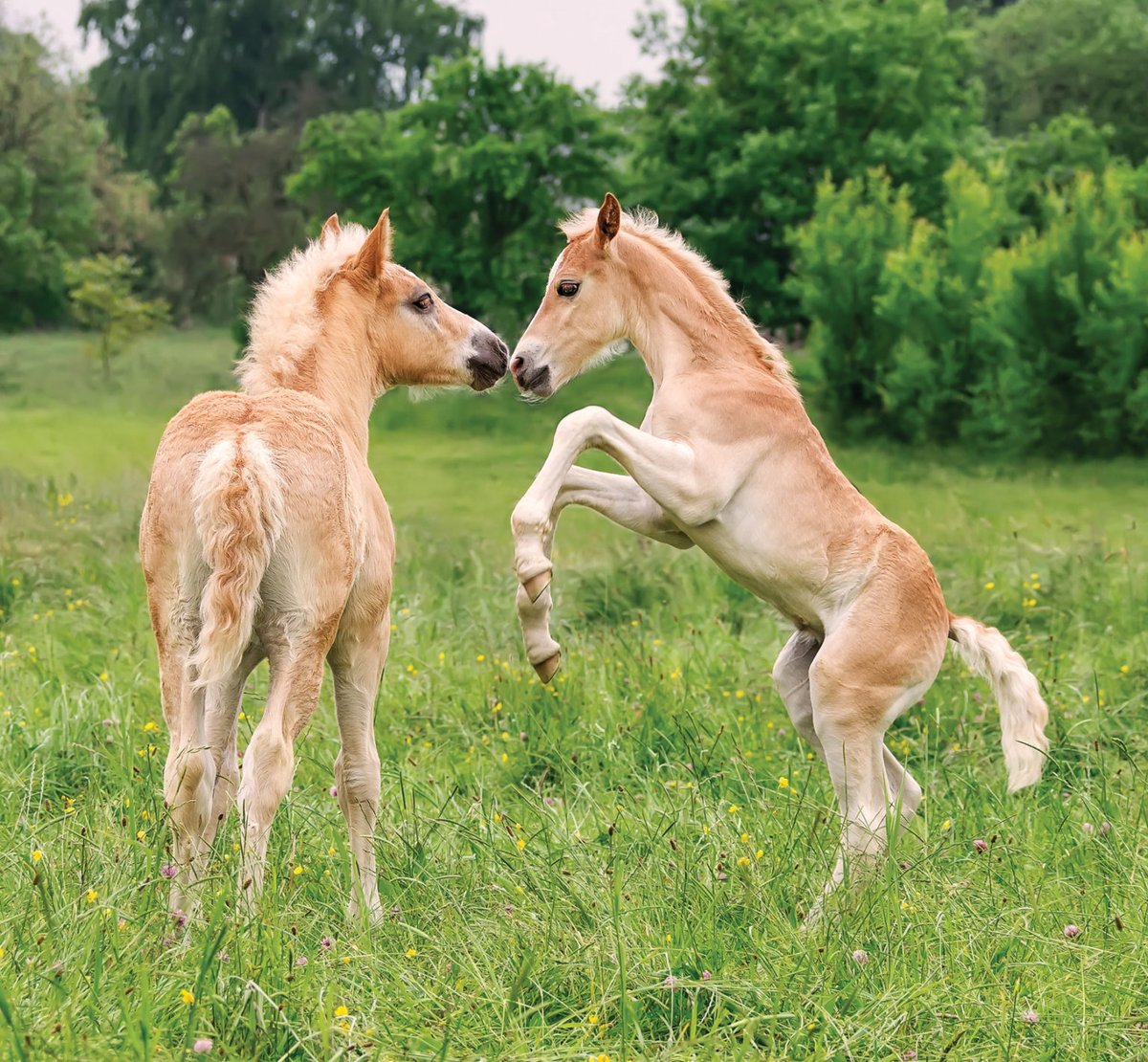 AspenGoldBed's tweet photo. Why do colts, and some fillies, act out? Learn what’s behind these behaviors and what can be done about them while staying safe:
https://t.co/IGT0VlNdIE https://t.co/EfuhZhy47c