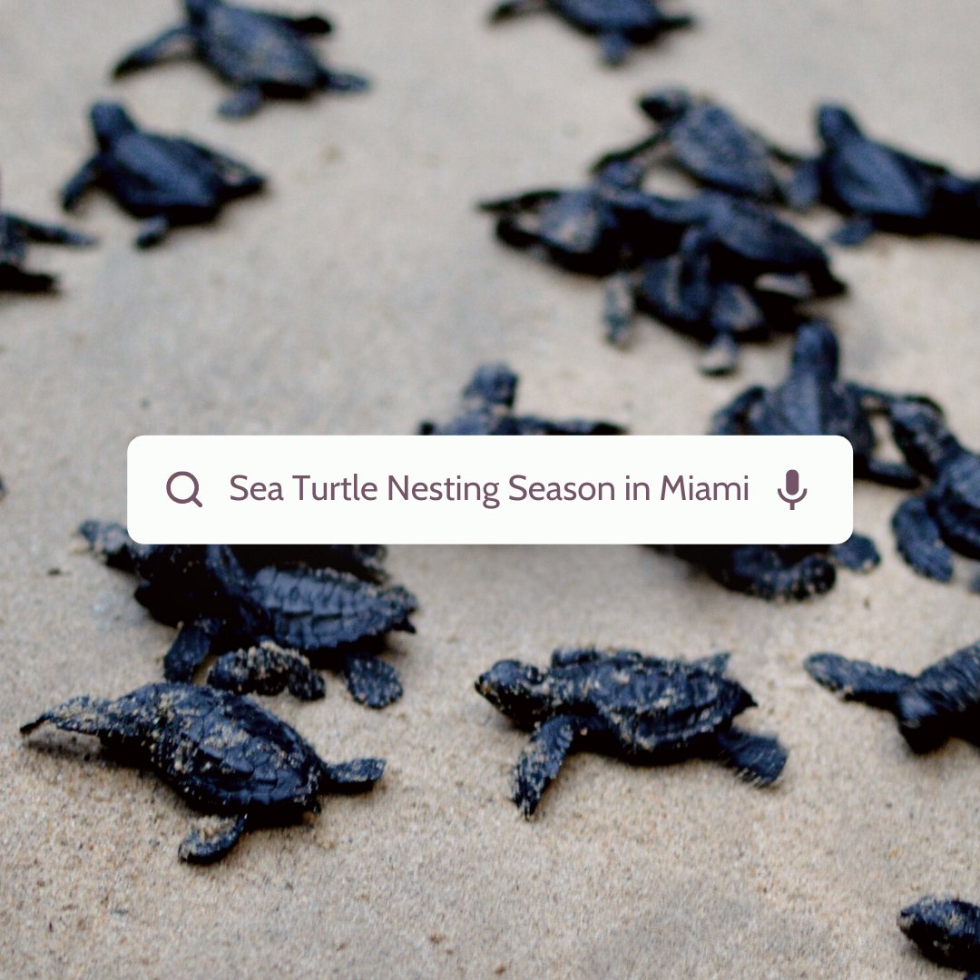 ElPaseoHotel's tweet image. #DidYouKnow that #SeaTurtleNesting season on Miami Beach started on May 1? On this #WorldTurtleDay, we want to remind Miami locals and visitors to protect the turtles by watching your step! 🐢