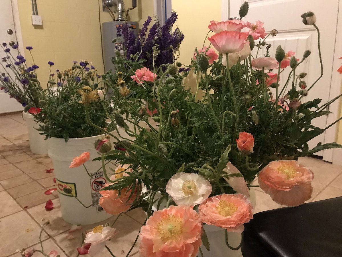 MandySFW's tweet photo. Basement full of flowers https://t.co/yQyYxFcXSc