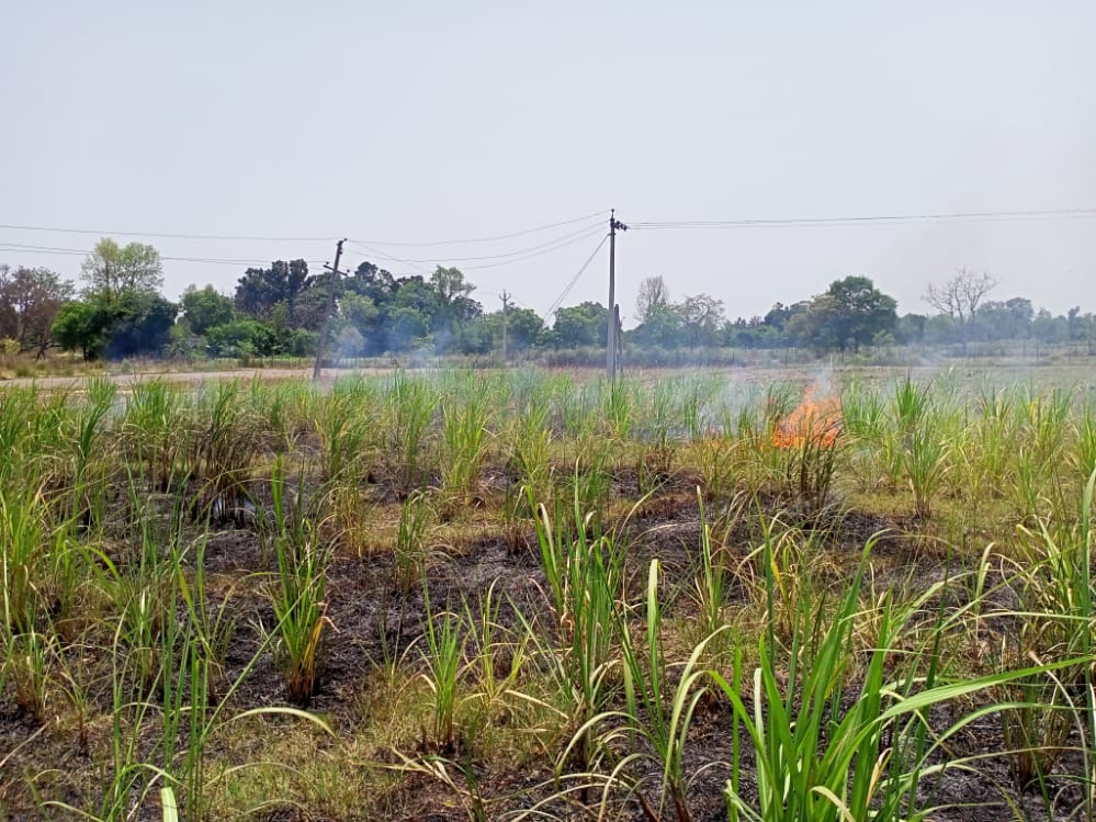 Siddhar54338012's tweet photo. @UPPCLLKO @UppclChairman Farmers should be saved from careless employees of UPPCL. Crops are burning in rainy season. https://t.co/TVvchJf0M1