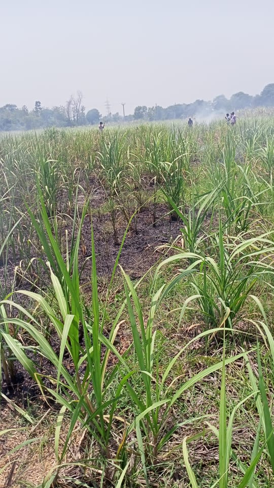 Siddhar54338012's tweet photo. @UPPCLLKO @UppclChairman Farmers should be saved from careless employees of UPPCL. Crops are burning in rainy season. https://t.co/TVvchJf0M1