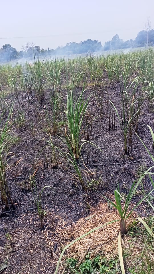 Siddhar54338012's tweet photo. @UPPCLLKO @UppclChairman Farmers should be saved from careless employees of UPPCL. Crops are burning in rainy season. https://t.co/TVvchJf0M1