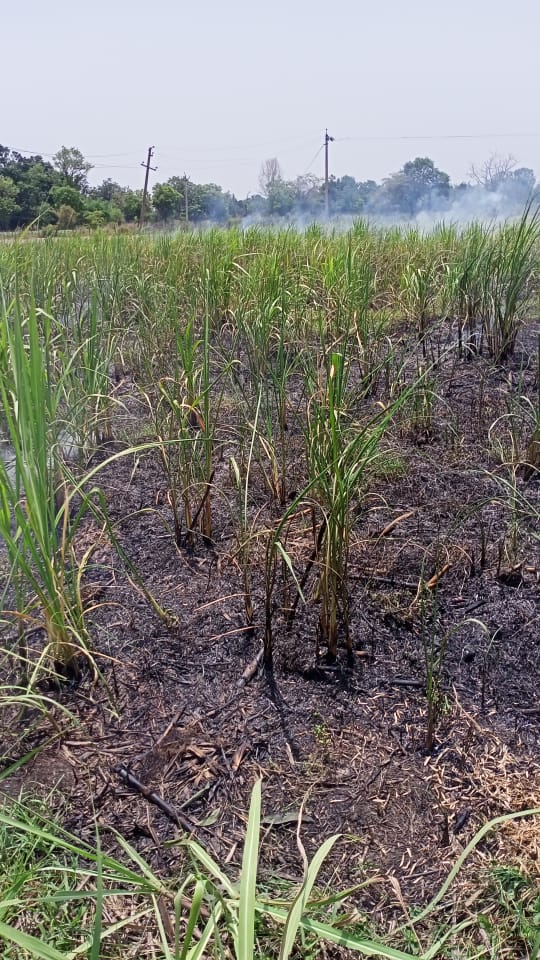 Siddhar54338012's tweet photo. @UPPCLLKO @UppclChairman Farmers should be saved from careless employees of UPPCL. Crops are burning in rainy season. https://t.co/TVvchJf0M1