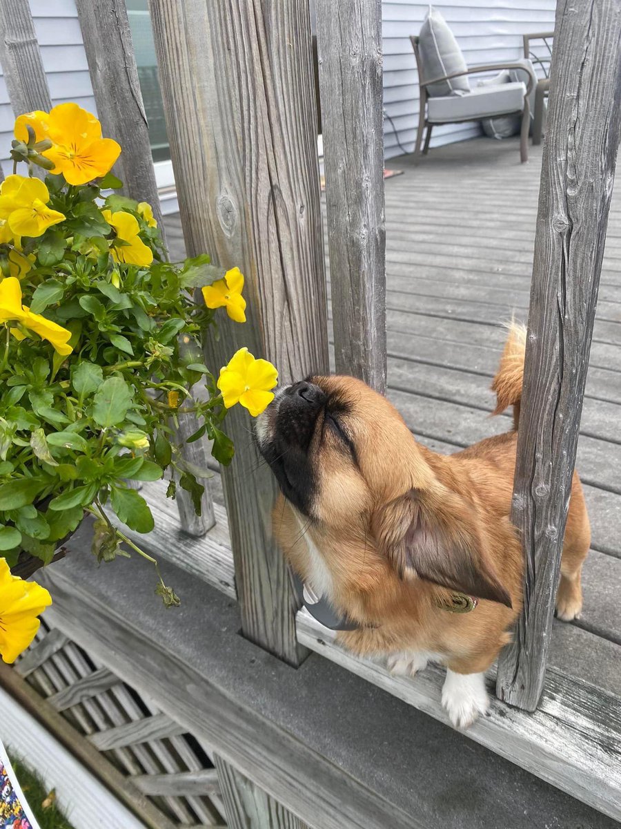 @dog_rates's photo on finn