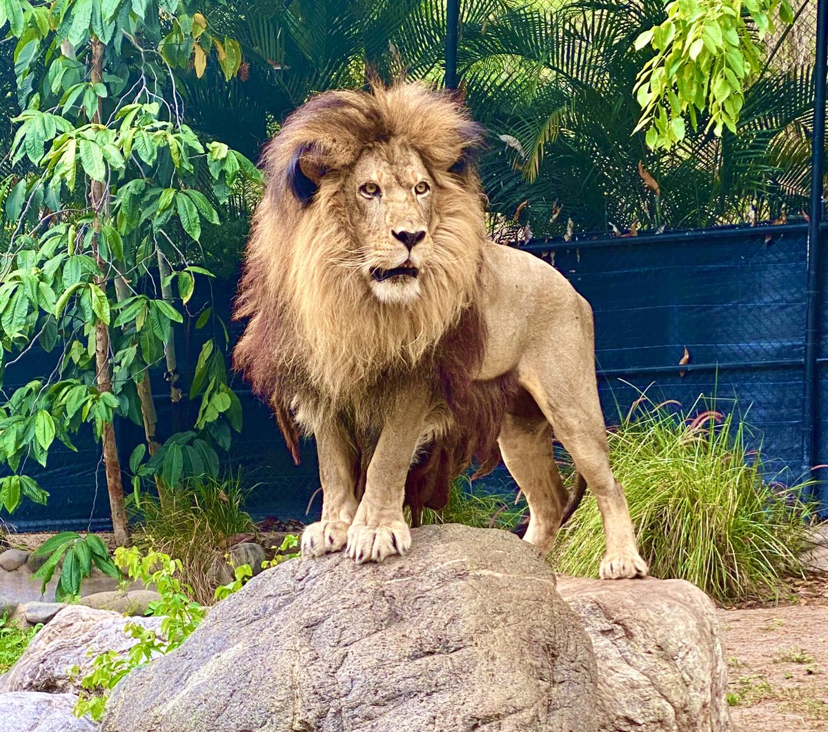 HopeZooKingston's tweet photo. Monday blessings from King Lucas 🦁 https://t.co/i425QEKWNs