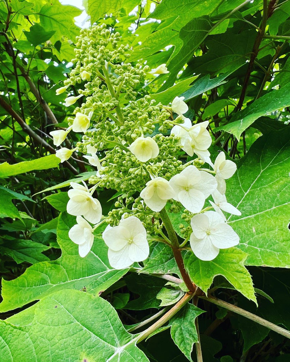 KatieDoWrite's tweet photo. 🌞Sending you vibes of love and peace this Monday morning ~ #robertindiana #lovestatue #yayoikusama #wildstrawberry #hydrangea #heuchera #flowers #nature #art #sculpture #mondaymotivation #amwriting https://t.co/65UTq9mY7J